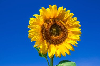 Çok sarı ayçiçeği