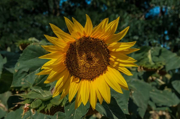 Çok sarı ayçiçeği