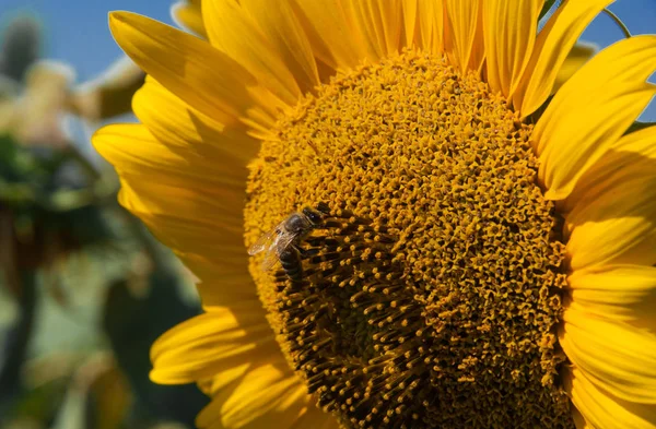 Çok sarı ayçiçeği