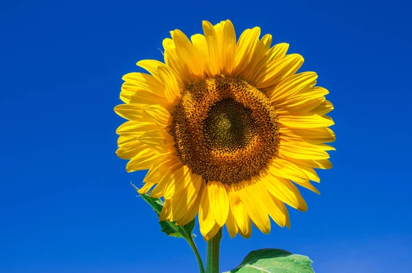 Çok sarı ayçiçeği