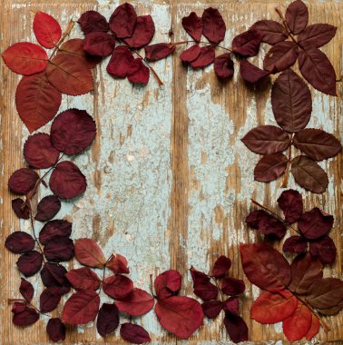 Üzerinde mavi bir ahşap backgro sonbahar Kızıl yaprak düz yatıyordu çerçeve