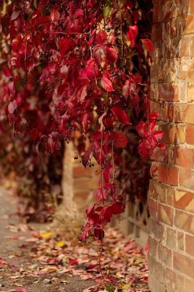 Sonbahar zaman. Ağaç benzeri kız gibi üzüm (Parthenocissus quinquefol