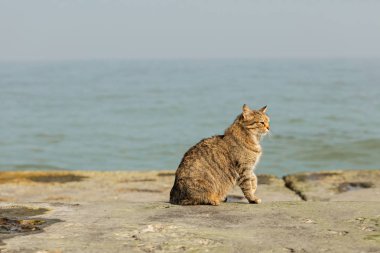 Denize karşı sahilde komik Gri kedi. 