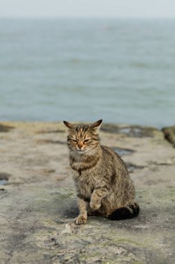 Denize karşı sahilde komik Gri kedi. 
