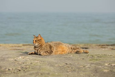 Denize karşı sahilde komik Gri kedi. 