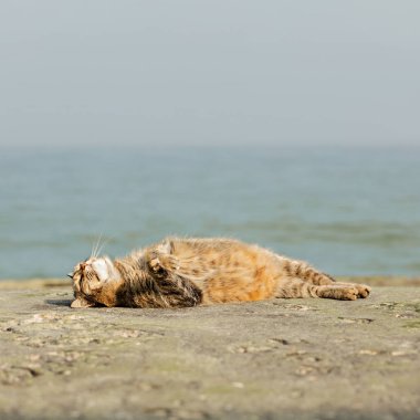 Denize karşı sahilde komik Gri kedi. 