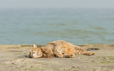 Denize karşı sahilde komik Gri kedi. 