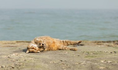 Denize karşı sahilde komik Gri kedi. 