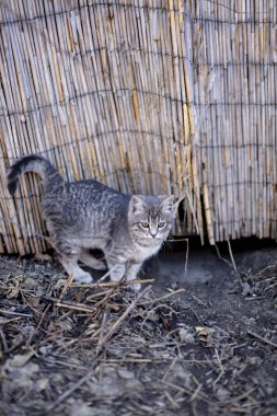 Küçük komik bebek gri kedi yavrusu dışarıda oynuyor.