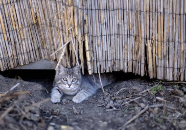 Küçük komik bebek gri kedi yavrusu dışarıda oynuyor.