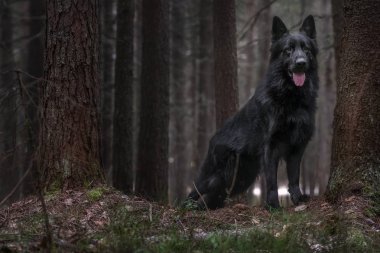 Sonbahar ormanında uzun saçlı Alman çoban köpeği