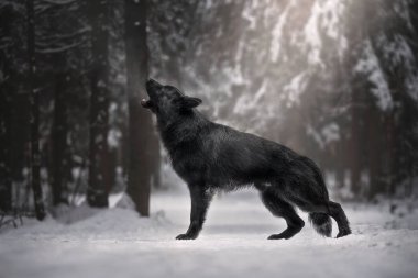 Uzun saçlı Alman çoban köpeği kış ormanında