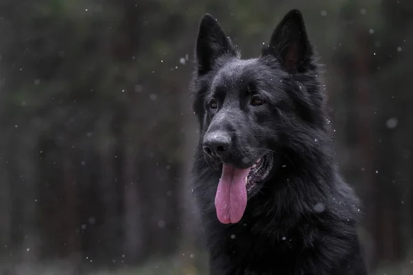 Sonbahar Ormanında Uzun Saçlı Alman Çoban Köpeği — Stok fotoğraf