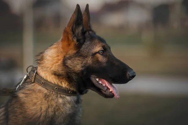 Parkta çalışan Alman çoban köpeği karışımı.