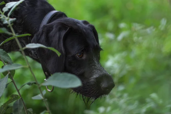 Chien Chasse Drahthaar Observe Sous Oiseau — Photo