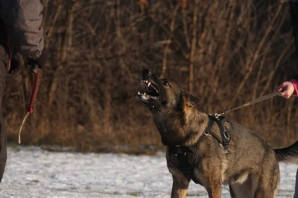 K9 Guard protecting dog german shepherd working