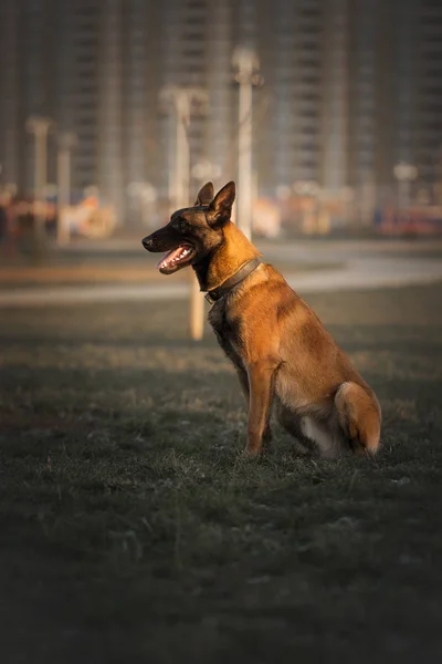 Рабочая Собака Бельгийского Малинуа Сидит Траве — стоковое фото
