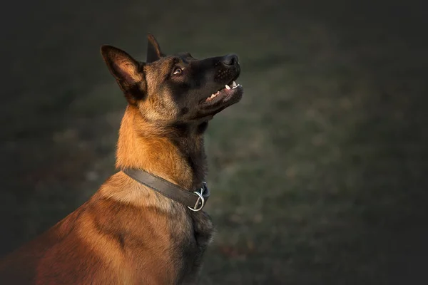 比利时的Malinois正在仔细地寻找 — 图库照片