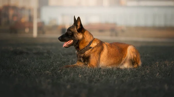 草の上に寝そべって働く犬ベルギーのマリノイ ロイヤリティフリーのストック画像