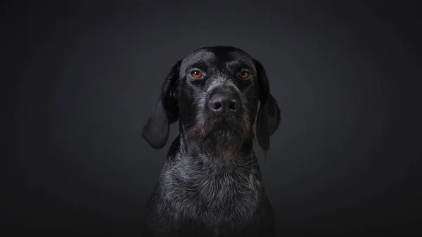 Koyu Gri Arka Plan Stüdyo Fotoğrafında Köpeği Deutsch Dahthaar — Stok fotoğraf