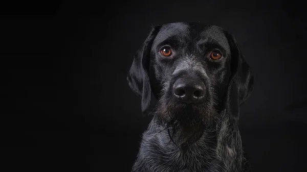 Chien Chasse Deutsch Dahthaar Sur Fond Gris Foncé Studio Photo — Photo