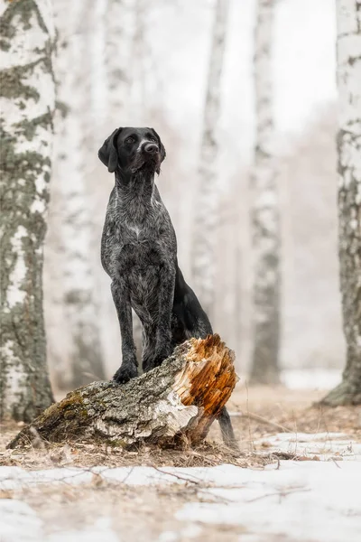 白樺林の狩猟犬ドイッチドラフタール — ストック写真
