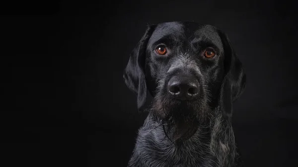 狩猟犬ドイツ語Dahthaar暗い灰色の背景スタジオの写真 ストック写真