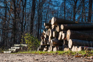 Ormanda ağaç gövdeleri