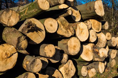 Ormanda ağaç gövdeleri