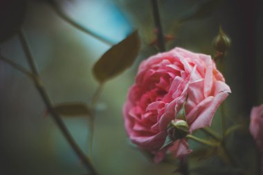     Çiçekli beyaz ashberry