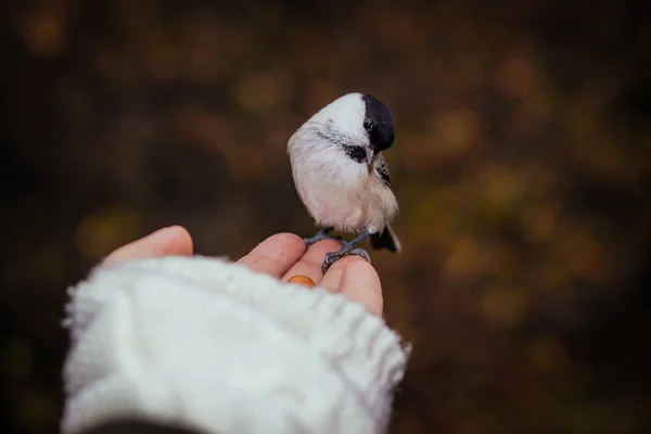 Parus montanus ou barba na mão — Fotografia de Stock