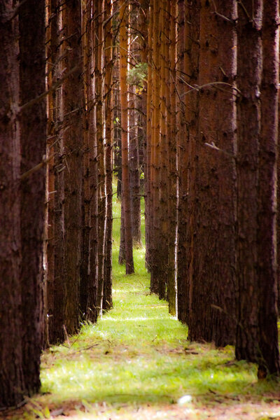     Alley of trees in the forest