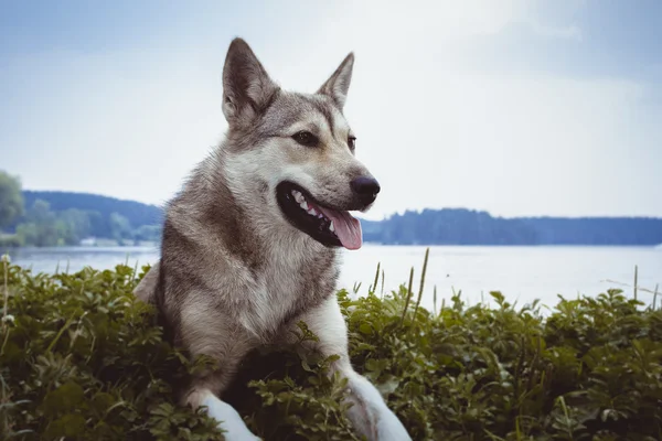 Pes na břehu — Stock fotografie