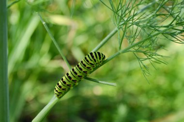 renkli caterpillar rezene bir şubesi tarama