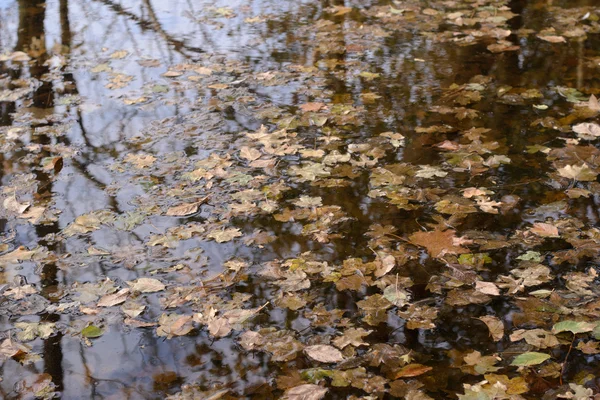 Autumn leaves lie in water — Stock Photo, Image