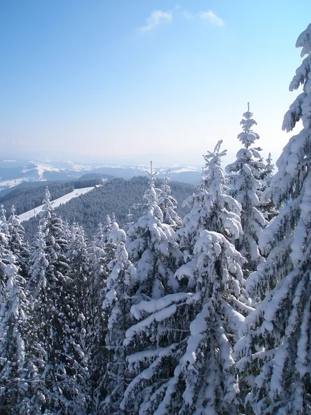 Schneebedeckt von Fichten und Fichten — Stockfoto