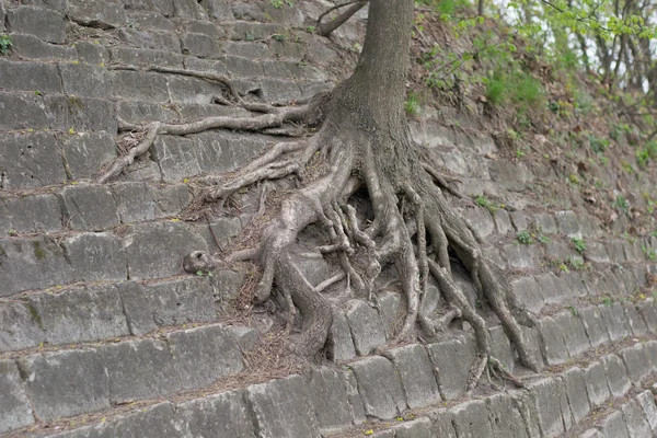 Web de raíces de árboles — Foto de Stock