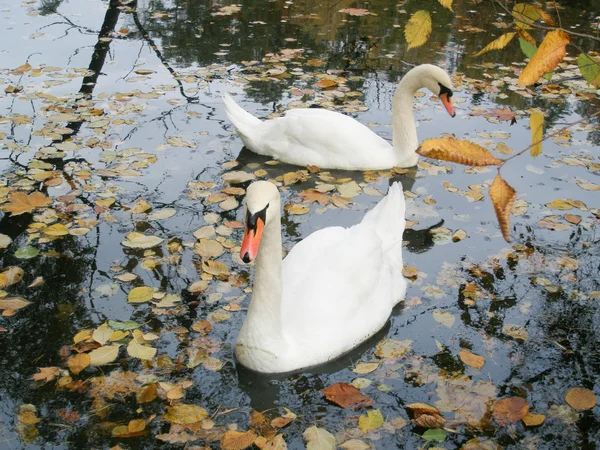 Пара лебедей плавает в пруду среди пожелтевших листьев — стоковое фото