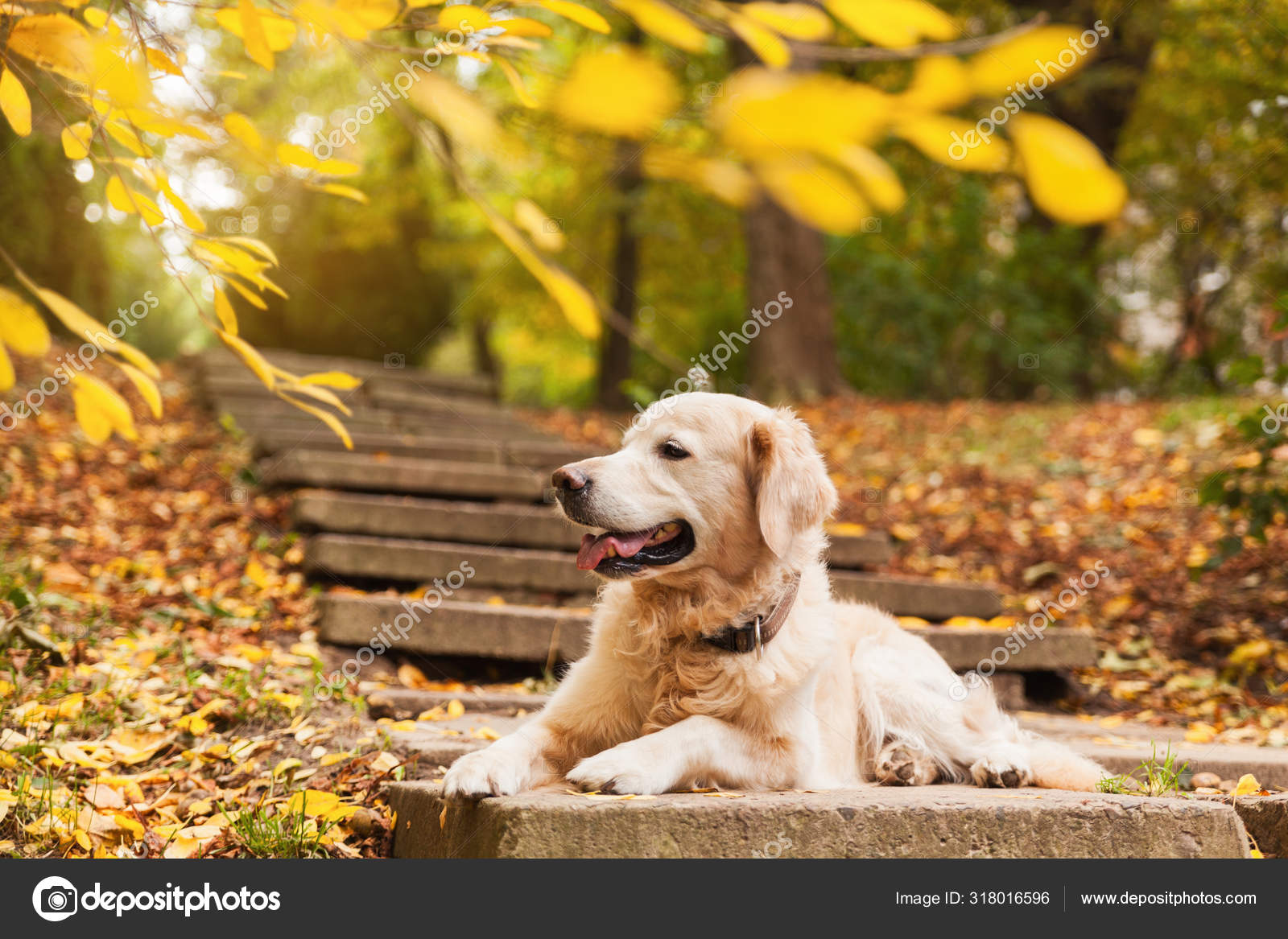 Golden retriever cheap puppy stairs