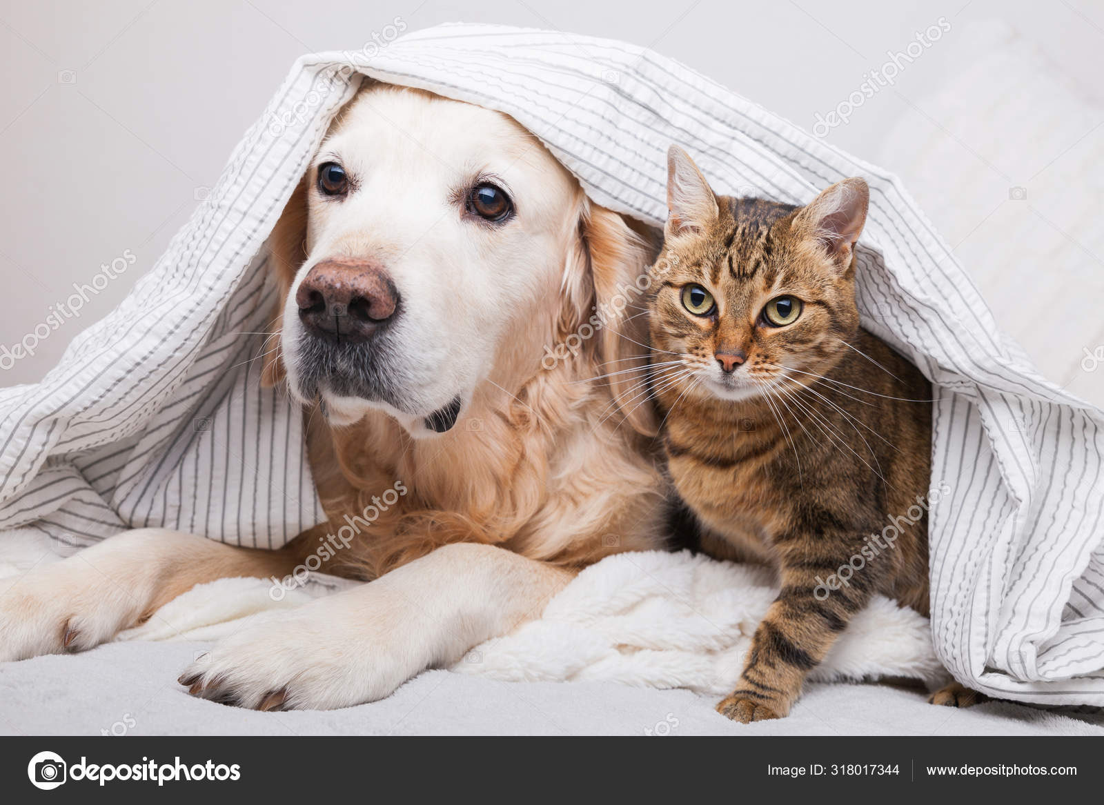 Happy Young Golden Retriever Dog Cute Mixed Breed Tabby Cat