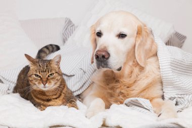 Mutlu genç Golden Retriever köpeği ve tatlı melez tekir kedisi, rahat ekose altında. Hayvanlar soğuk kış havasında gri ve beyaz battaniye altında ısınırlar. Evcil hayvanların dostluğu. Hayvan bakımı konsepti.