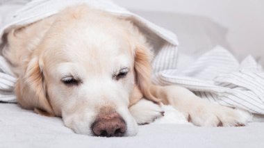 Sıkıcı Golden Retriever köpeği, açık gri ve beyaz desenli ekose kumaşın altında, çağdaş yatak odasında. Soğuk kış havasında evcil hayvanlar battaniyenin altında ısınır. Evcil hayvanlar ve bakım konsepti.