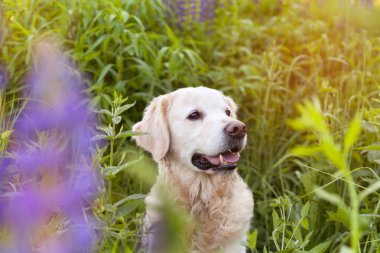 Güneşli yaz sabahında mor lup çiçekleri çayırında gülümseyen Golden Retriever yavru köpeği. Evcil hayvan bakımı ve mutluluk konsepti. Boşluk arkaplanı kopyala.