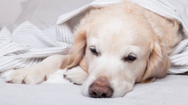 Sıkıcı Golden Retriever köpeği, açık gri ve beyaz desenli ekose kumaşın altında, çağdaş yatak odasında. Soğuk kış havasında evcil hayvanlar battaniyenin altında ısınır. Evcil hayvanlar ve bakım konsepti.