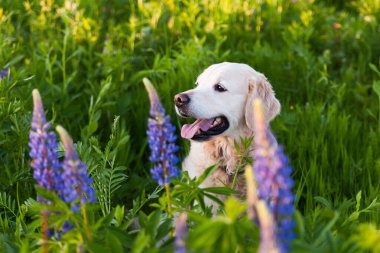 Güneşli yaz sabahında mor lup çiçekleri çayırında gülümseyen Golden Retriever yavru köpeği. Evcil hayvan bakımı ve mutluluk konsepti. Boşluk arkaplanı kopyala.