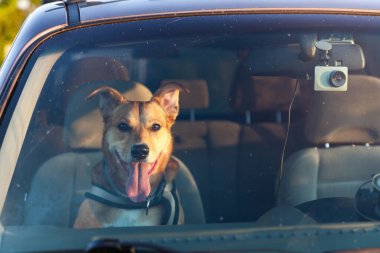 Çekici mutlu kızıl melez köpek arabada emniyet kemeriyle korunuyor. Evcil hayvan tatilleri, seyahat ve bakım konsepti. Boşluk arkaplanı kopyala. 