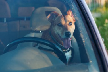 Çekici mutlu kızıl melez köpek arabada emniyet kemeriyle korunuyor. Evcil hayvan tatilleri, seyahat ve bakım konsepti. Boşluk arkaplanı kopyala. 