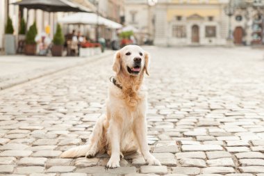 Avrupa 'nın eski şehrinde asfaltta gülen Golden Retriever köpeği. Yaz sabahı güneş ışığı etkisi. Hayvan dostu tatiller seyahat konsepti. Mimarinin arka planında köpek.