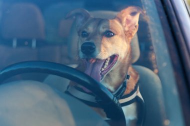 Çekici mutlu kızıl melez köpek arabada emniyet kemeriyle korunuyor. Evcil hayvan tatilleri, seyahat ve bakım konsepti. Boşluk arkaplanı kopyala. 
