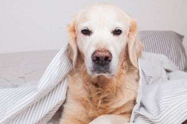 Sıkıcı Golden Retriever köpeği, açık gri ve beyaz desenli ekose kumaşın altında, çağdaş yatak odasında. Soğuk kış havasında evcil hayvanlar battaniyenin altında ısınır. Evcil hayvanlar ve bakım konsepti.